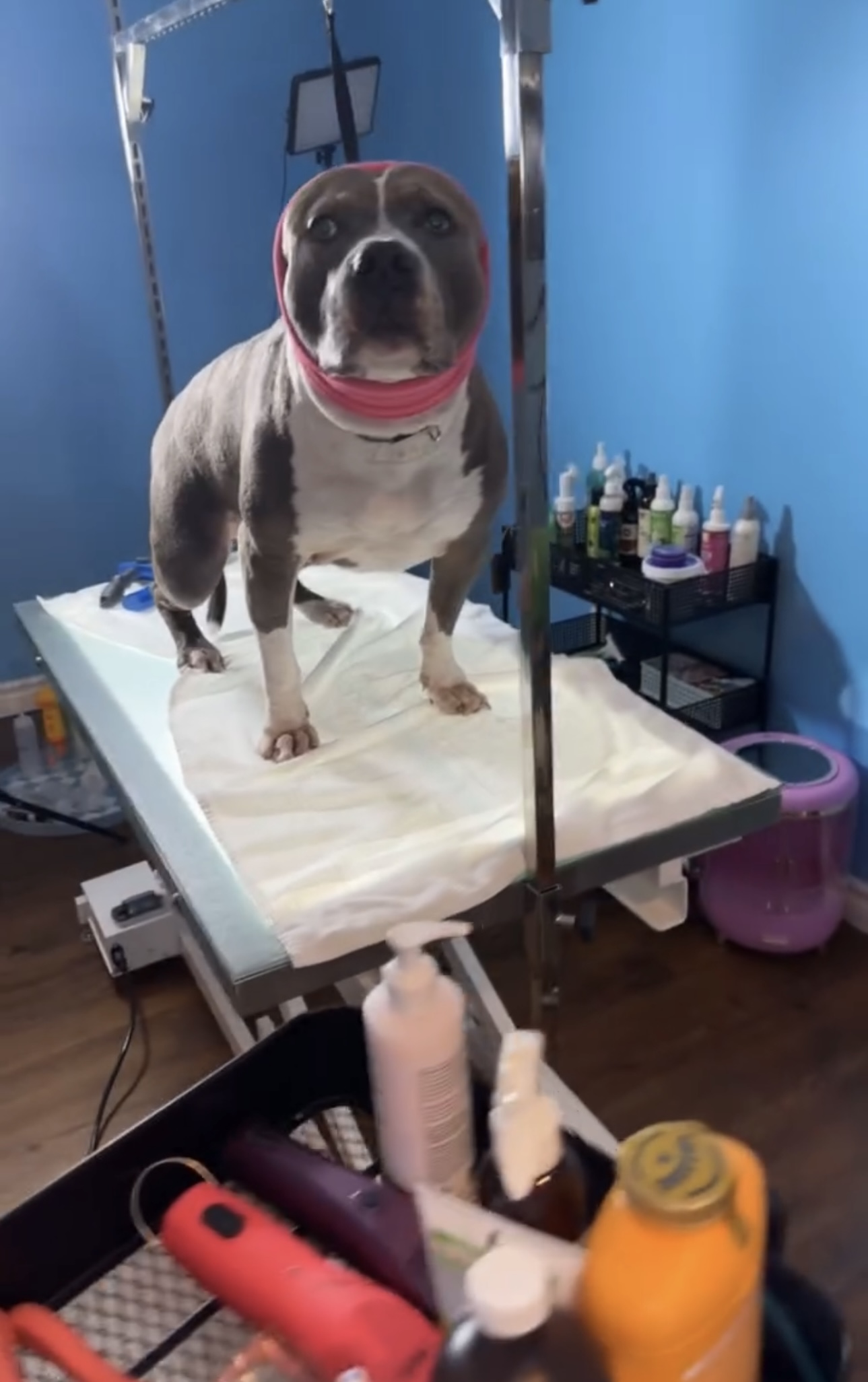 Dog grooming showcase 1