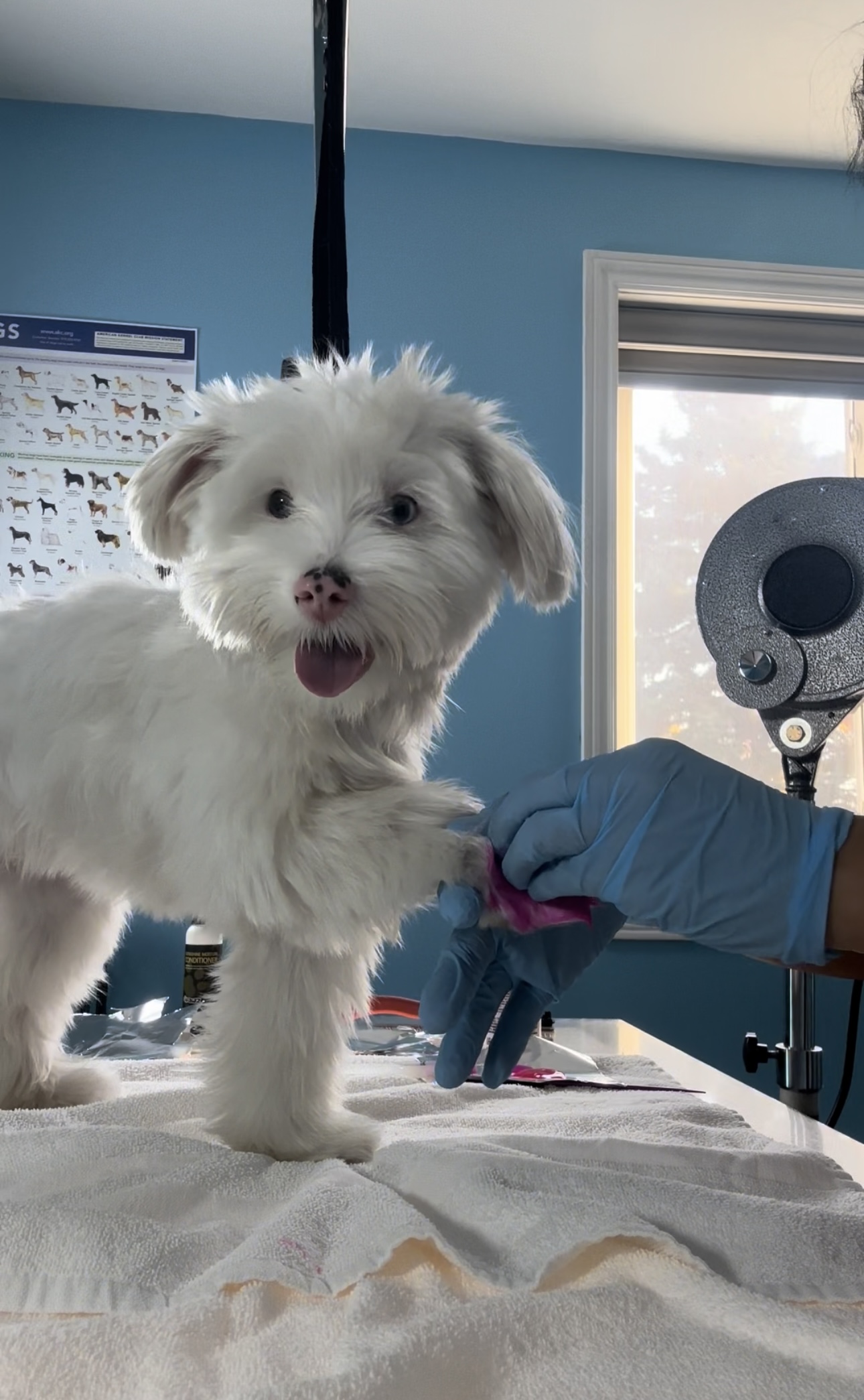 Dog grooming showcase 2