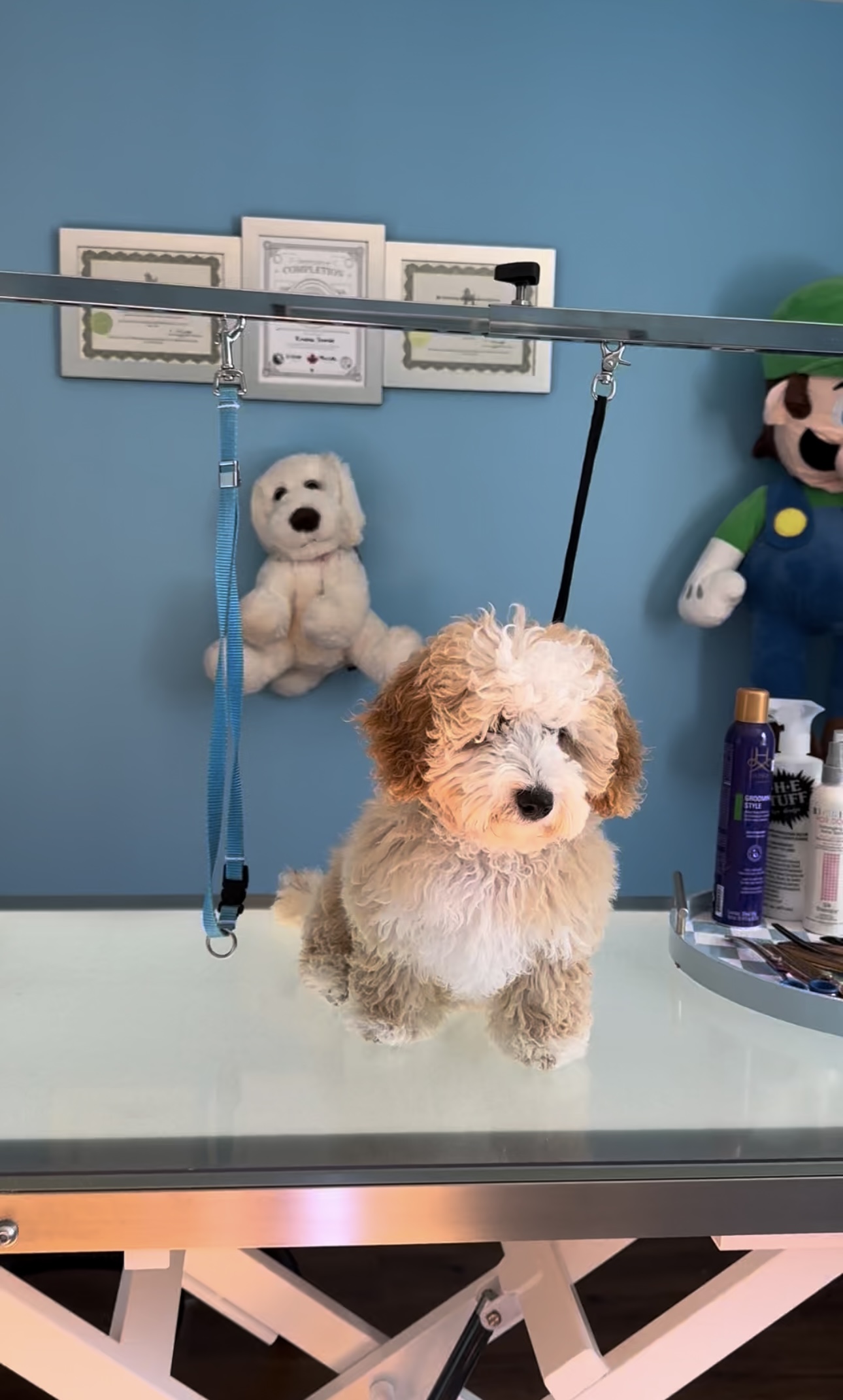 Dog grooming showcase 4