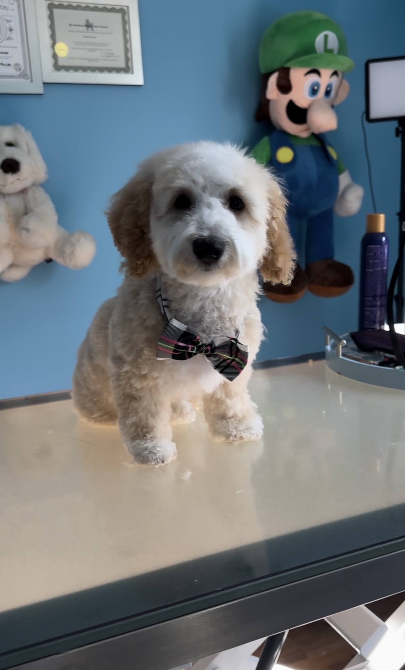 Dog grooming showcase 5