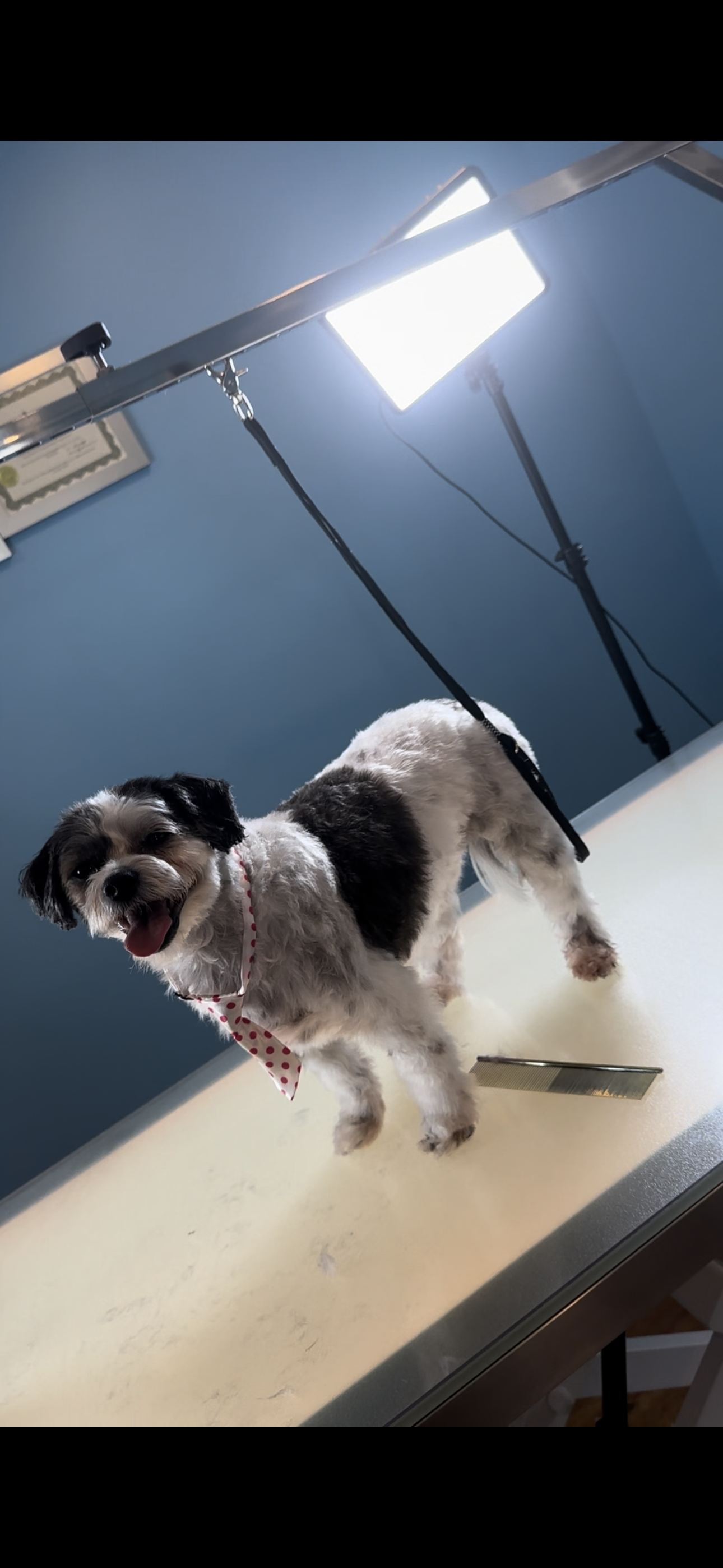 Dog grooming showcase 6