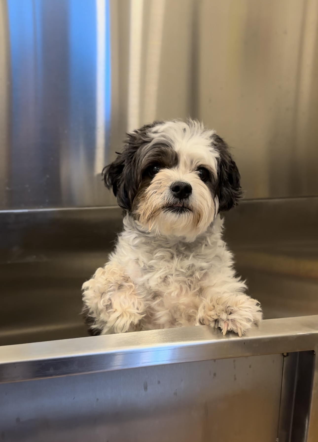 Dog grooming showcase 7