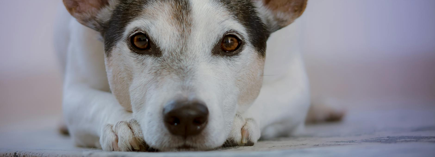 Close up of cute dog